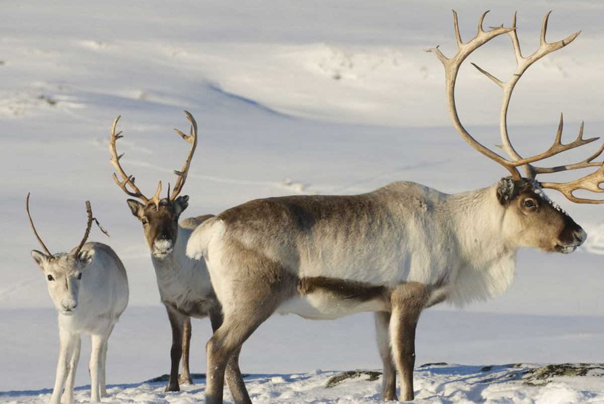 Baby Reindeer