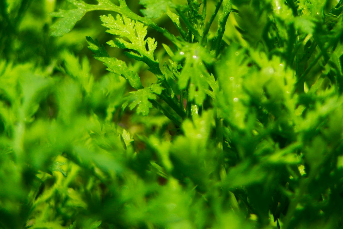 Celery Juice and Semen Volume: Boost Loads Naturally