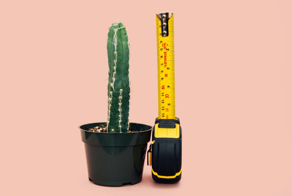When Does Penis Growth Stop? Puberty, Size & Timeline