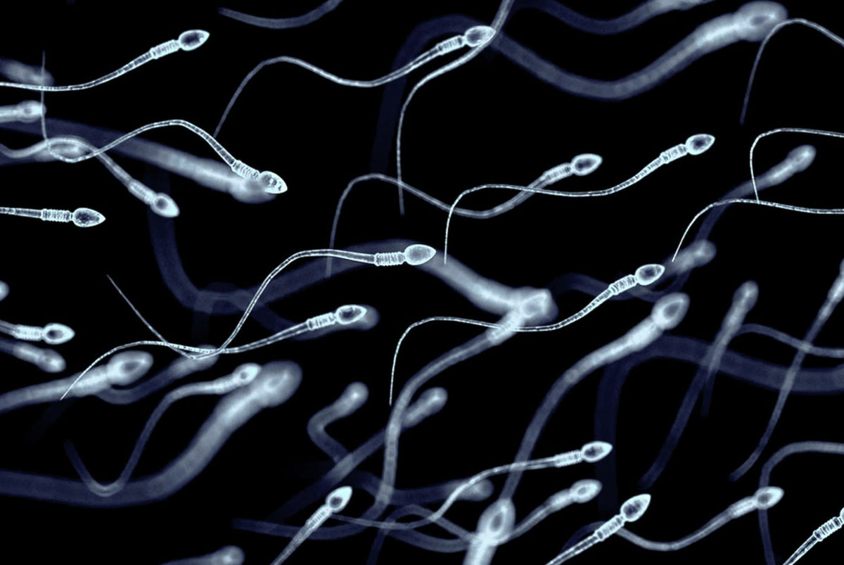 Boosting Semen Quality: Tips to Improve Male Fertility