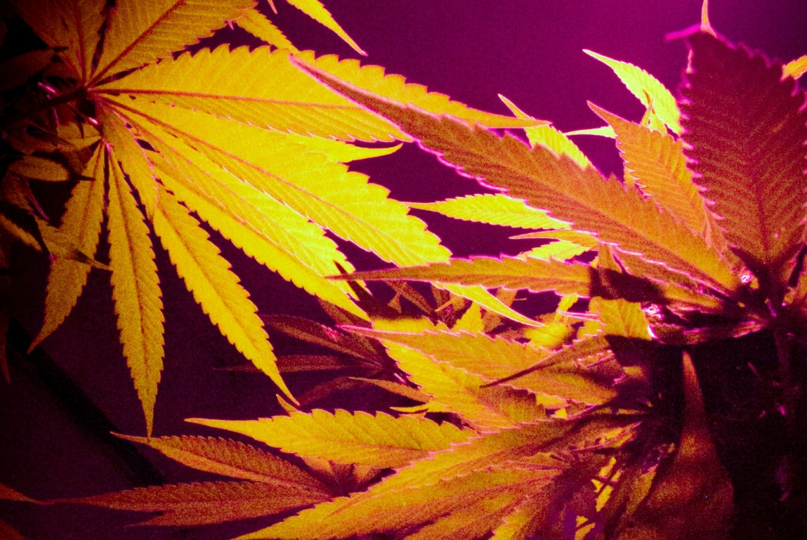 Can Weed Help You Last Longer in Bed? Let’s Blaze Into It