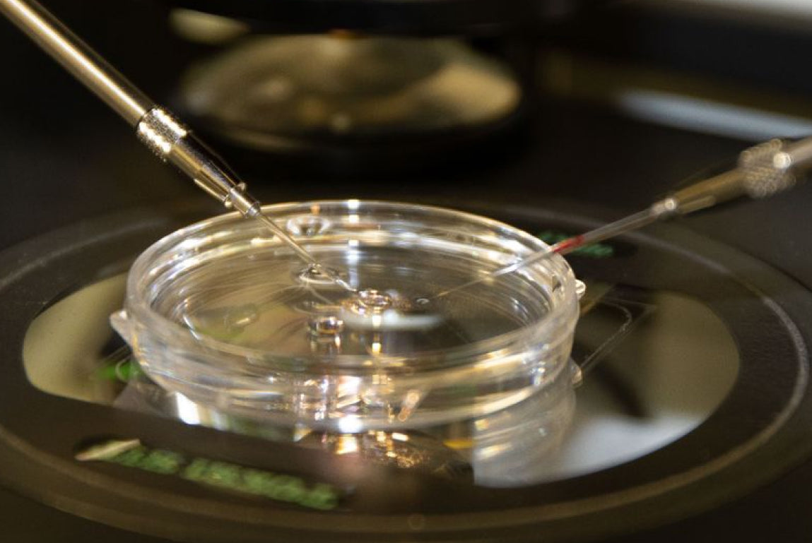 Sperm, Saved and Replanted: A Bold New Era in Fertility Recovery