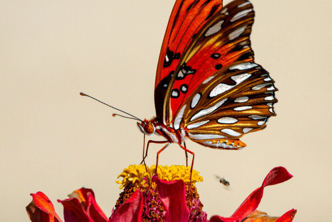 Mastering the Venus Butterfly: Clitoral & G-Spot Stimulation Guide