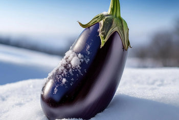 Winter Penis
